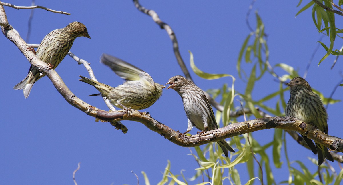 Pine Siskin - ML92550521