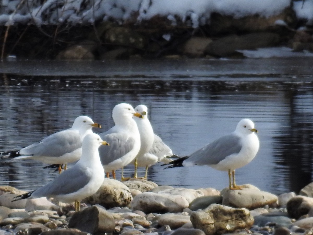 Ring-billed Gull - ML92551101