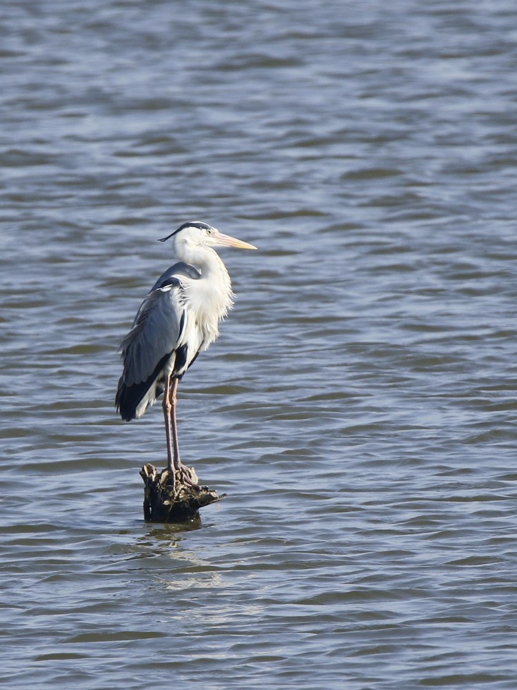 Gray Heron - Subhadra Devi