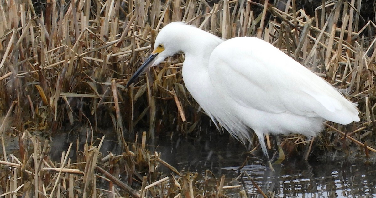 Snowy Egret - ML92553661