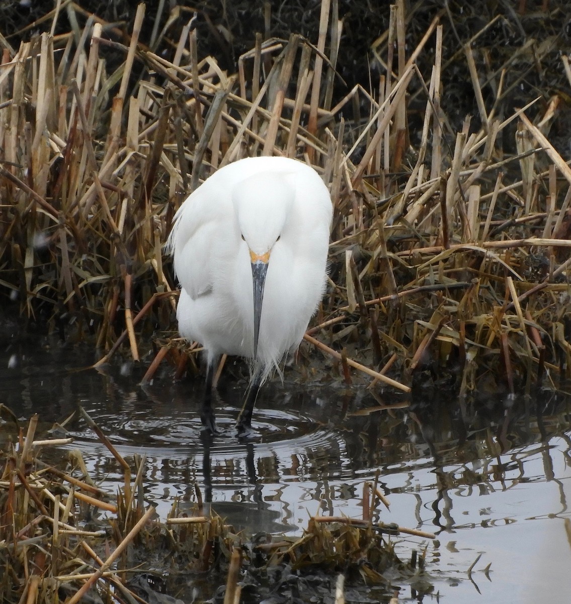Snowy Egret - ML92553671