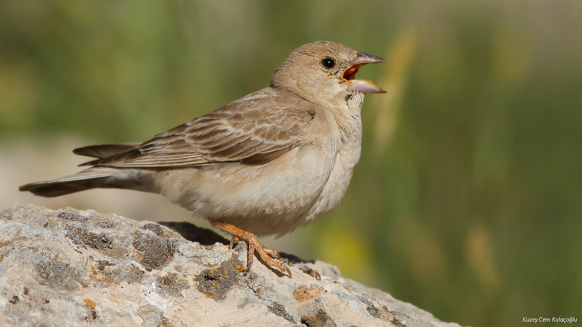 Pale Rockfinch - Kuzey Cem Kulaçoğlu