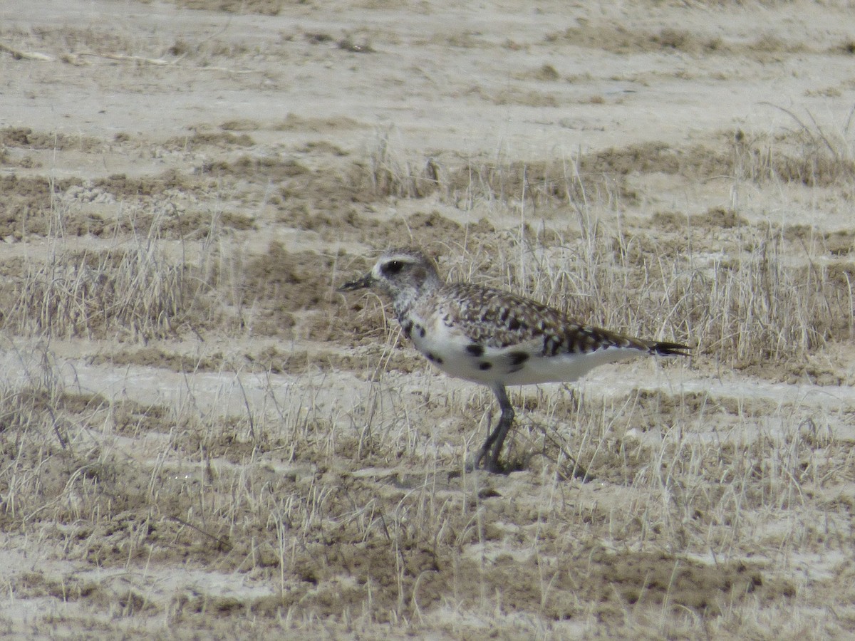 Black-bellied Plover - Tarra Lindo