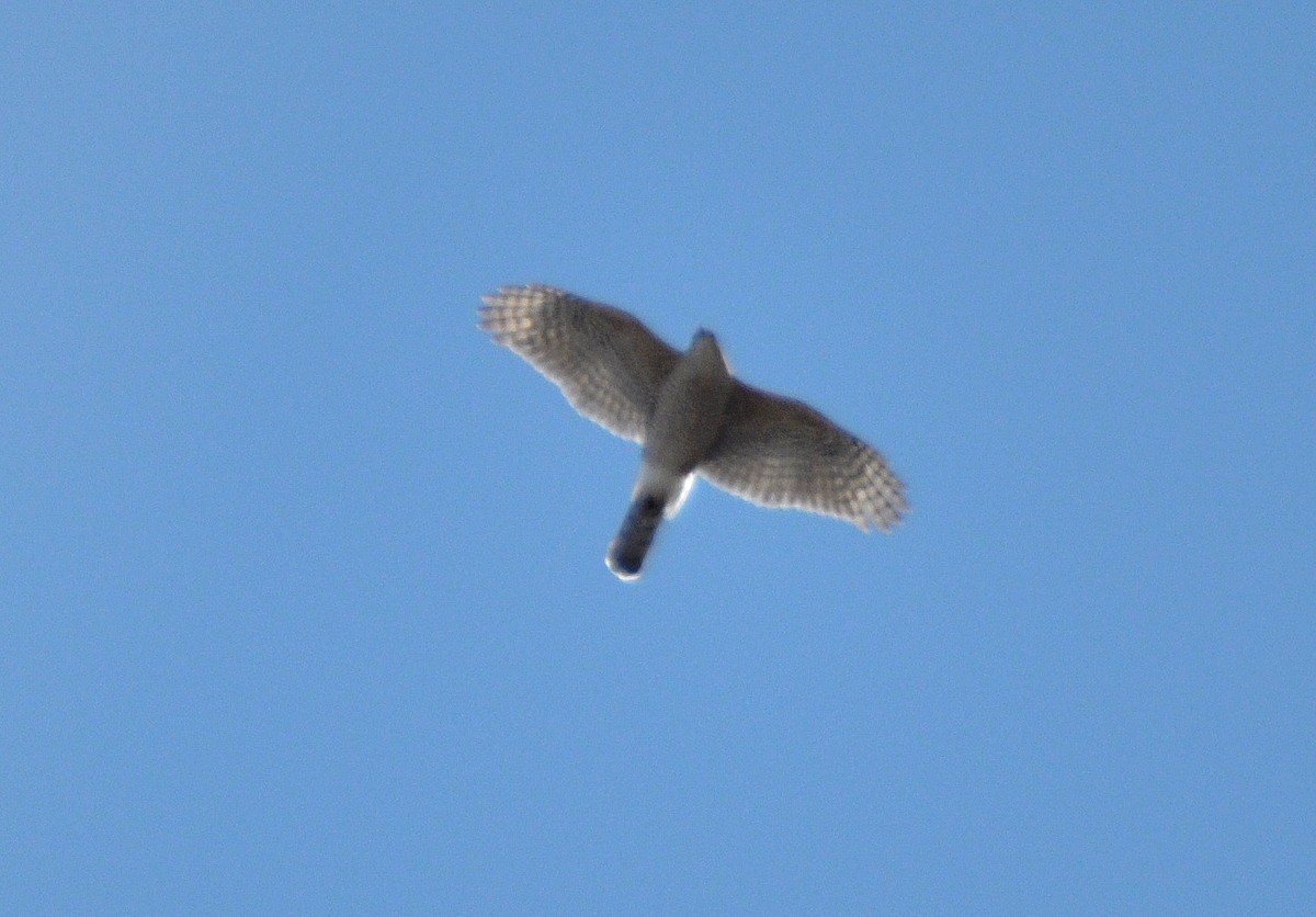 Cooper's Hawk - ML92555441