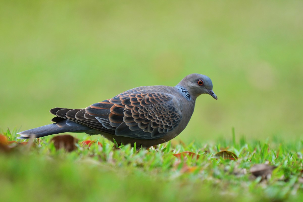 Oriental Turtle-Dove - ML92555901