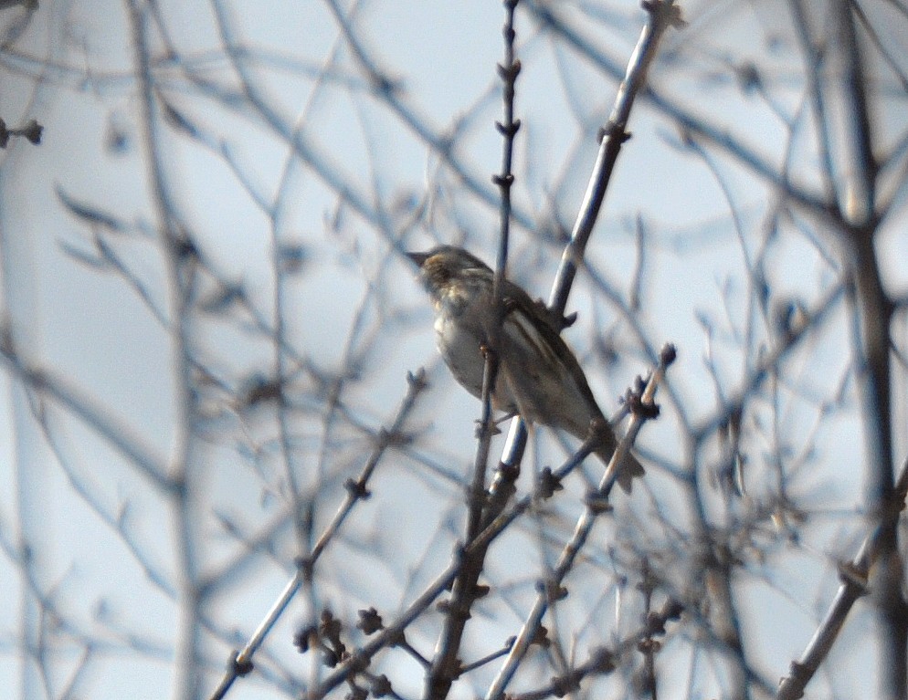 Purple Finch - ML92556331