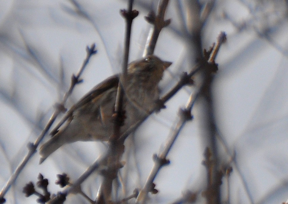 Purple Finch - ML92556451