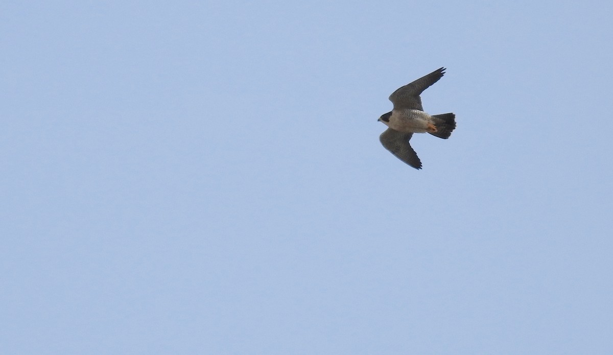 Peregrine Falcon - ML92556511