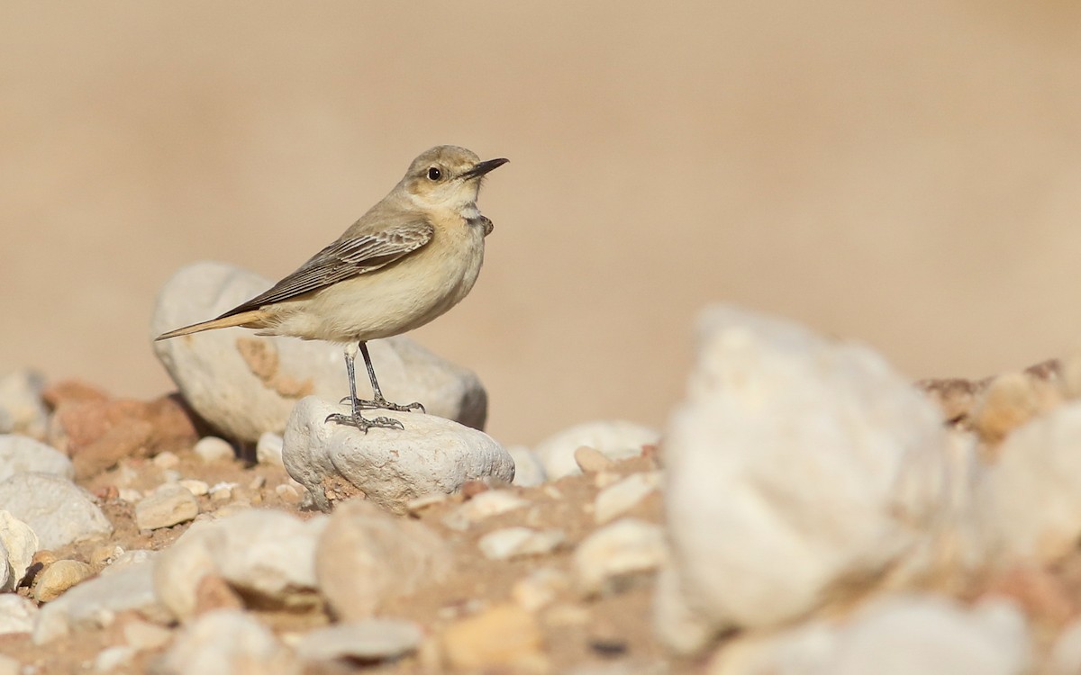 Hooded Wheatear - ML92556681