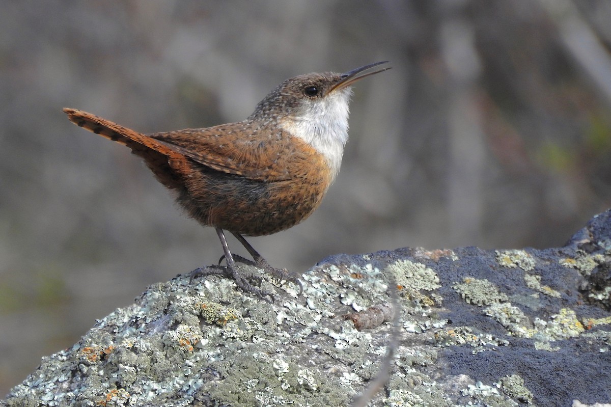 Canyon Wren - ML92556821