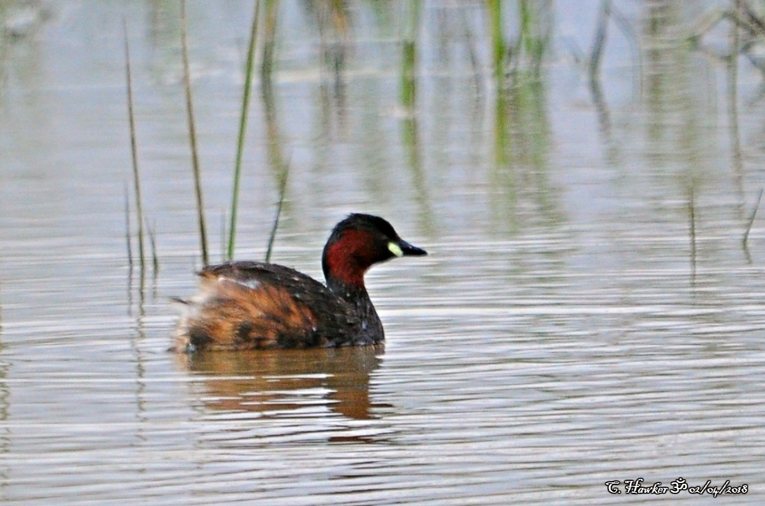 Little Grebe - Carl  Hawker