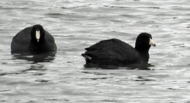 American Coot - Renee Lubert