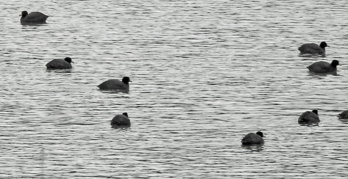 American Coot - Renee Lubert