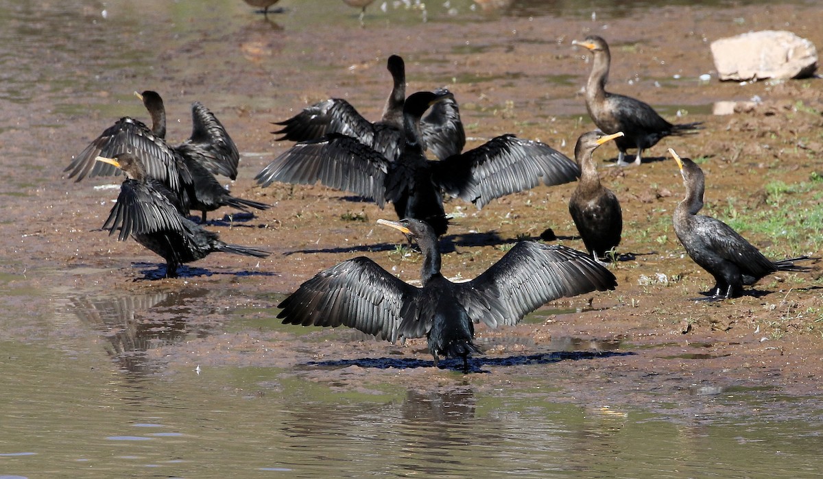 Neotropic Cormorant - ML92558361