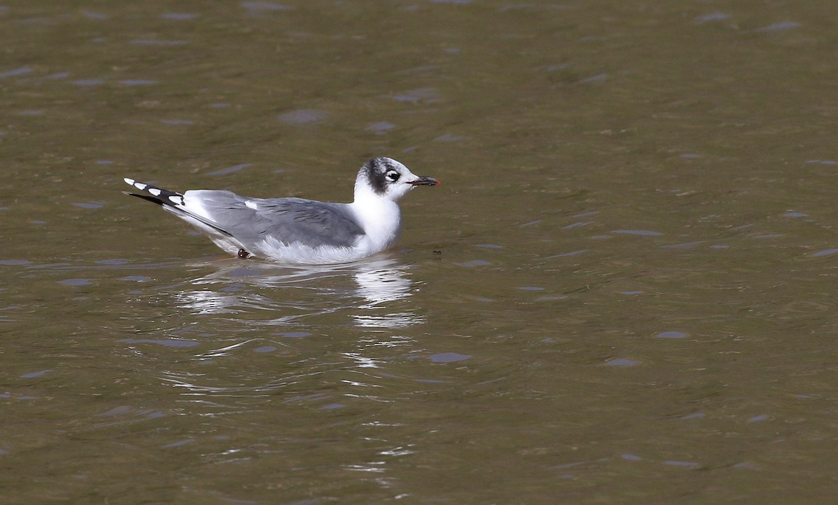 Andean Gull - Patrick MONNEY