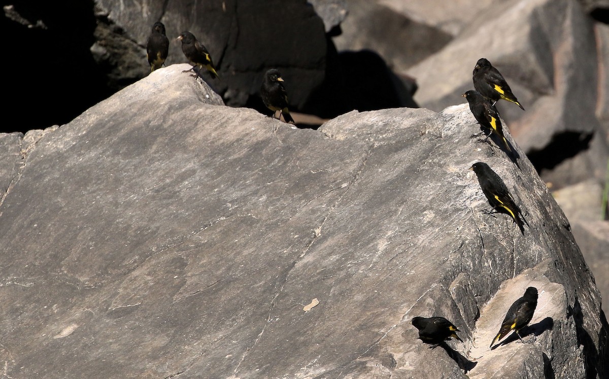 Black Siskin - ML92558491