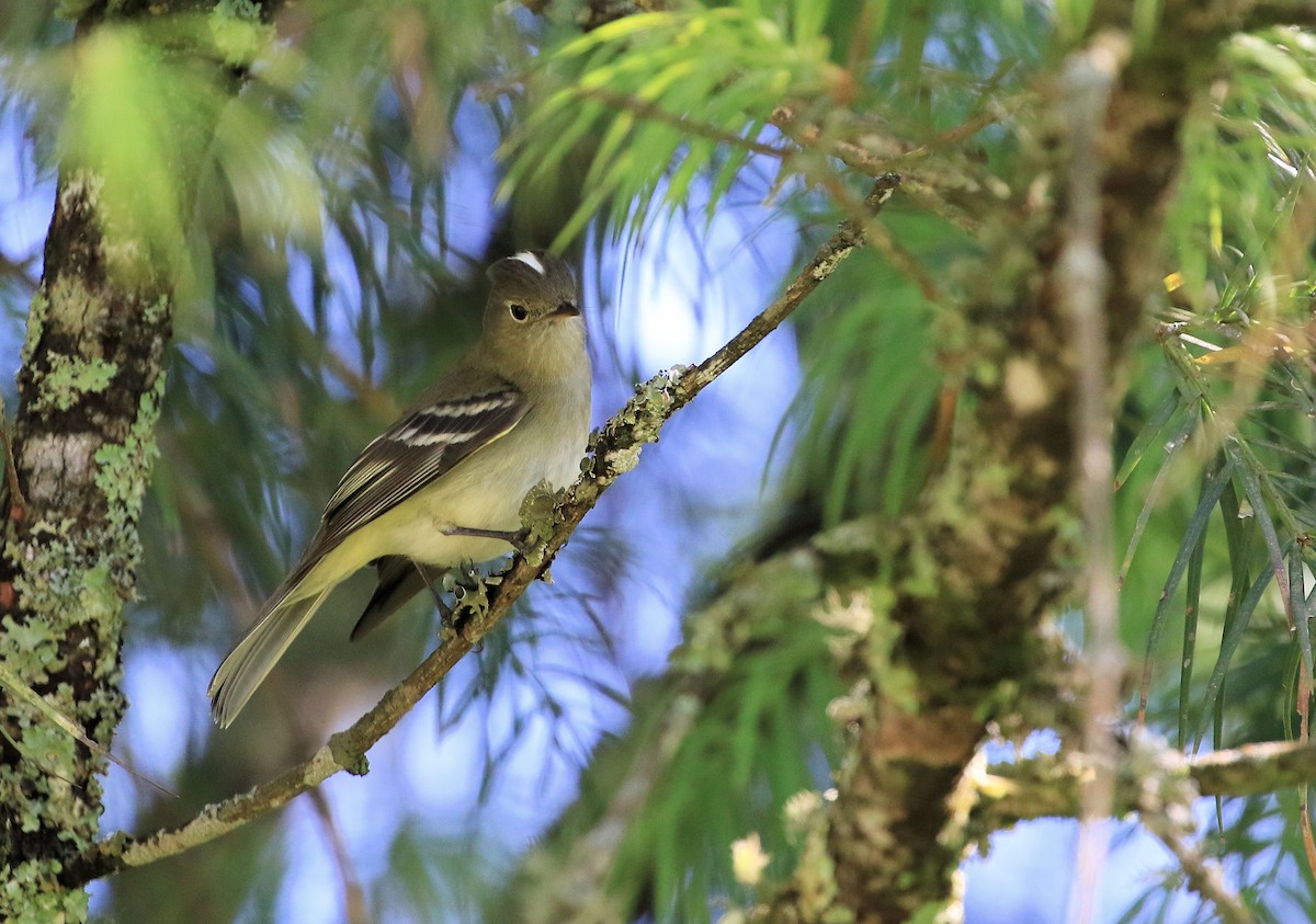 White-crested Elaenia - ML92558901