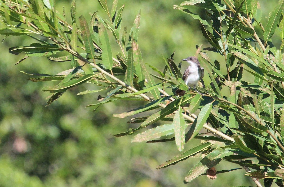 Eastern Kingbird - ML92559041