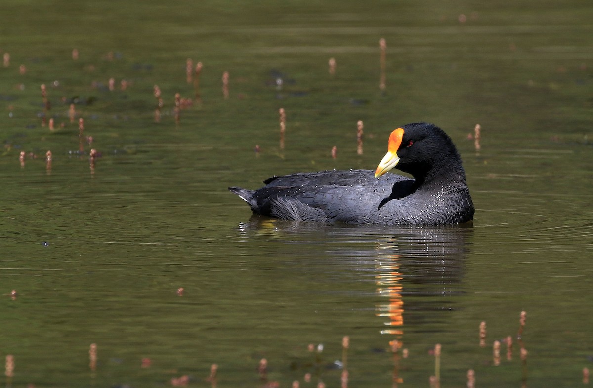 Foulque leucoptère - ML92559221