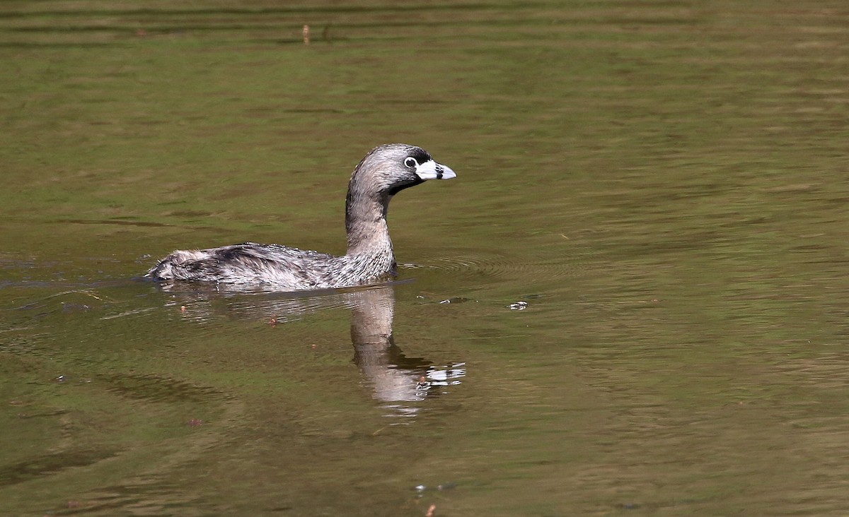 Pied-billed Grebe - ML92559321