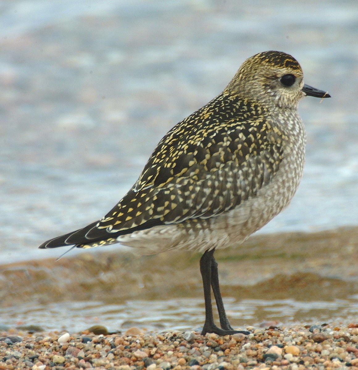 American Golden-Plover - Richard Klauke