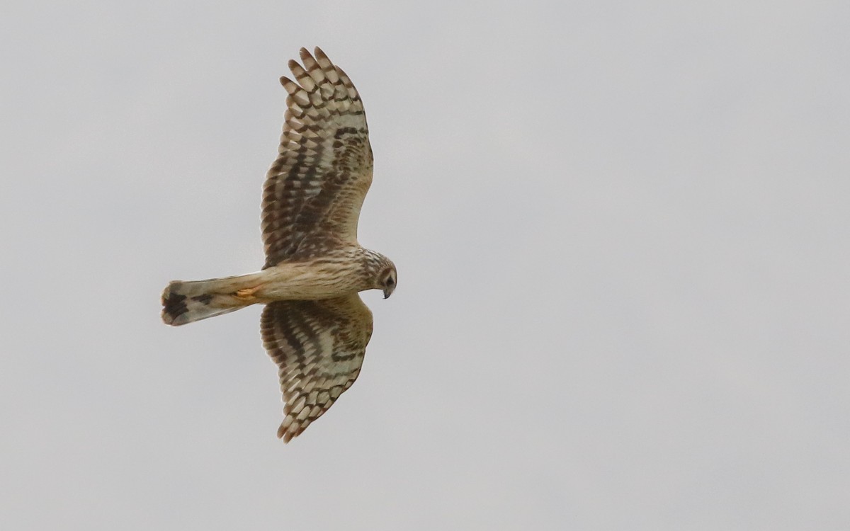 Hen Harrier - Tom Reed