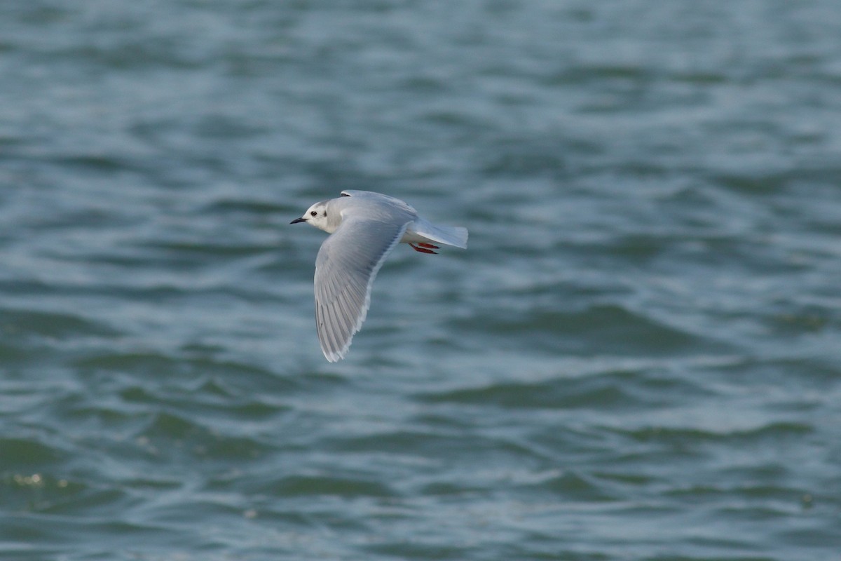 Little Gull - ML92561961