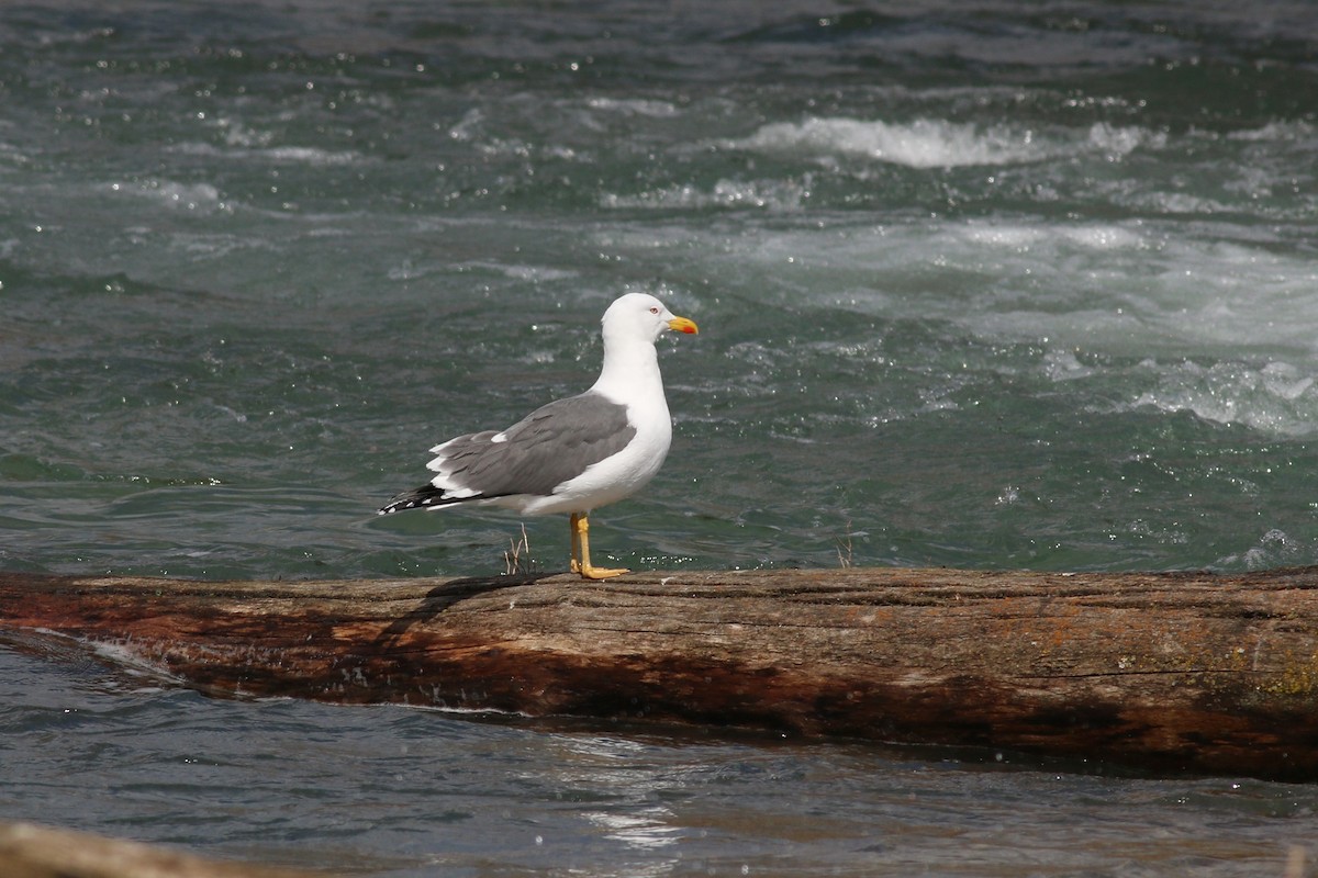 Lesser Black-backed Gull (graellsii) - ML92562311