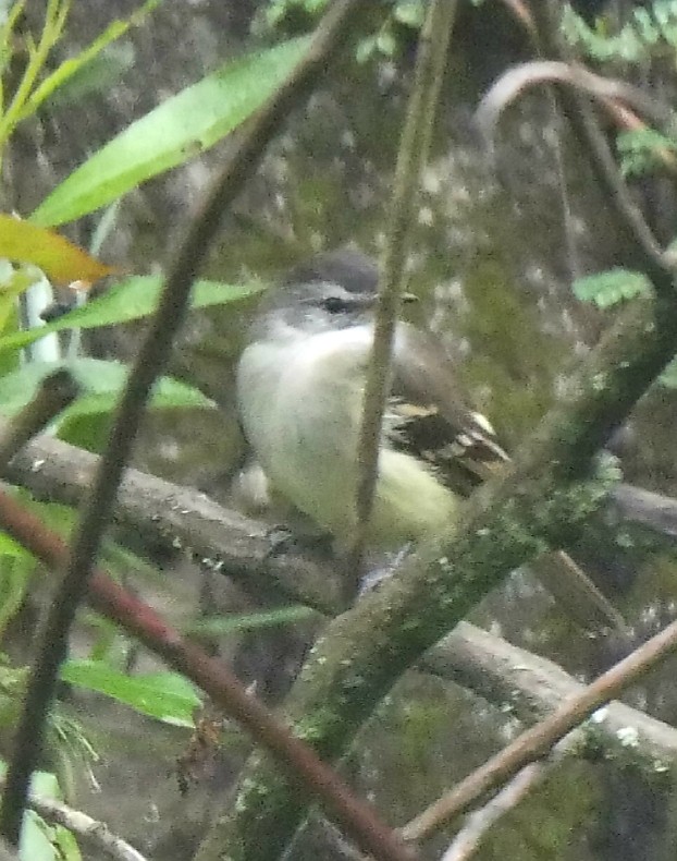 Tawny-rumped Tyrannulet - ML92562981