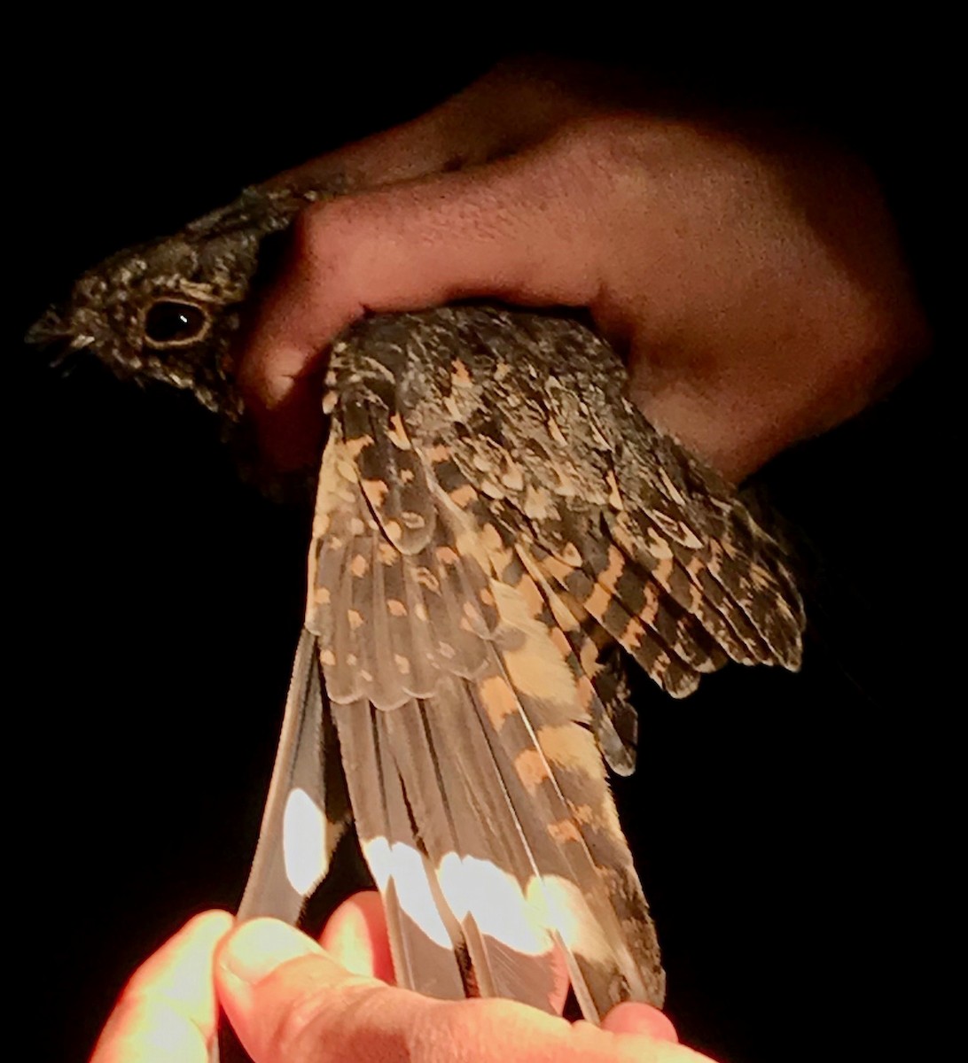 Plain Nightjar - ML92564321