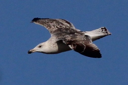 Great Black-backed Gull - ML92567351