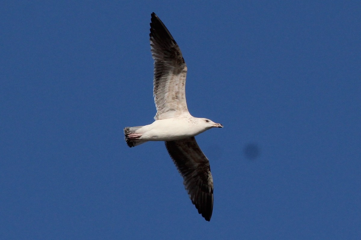 Great Black-backed Gull - Sequoia Wrens