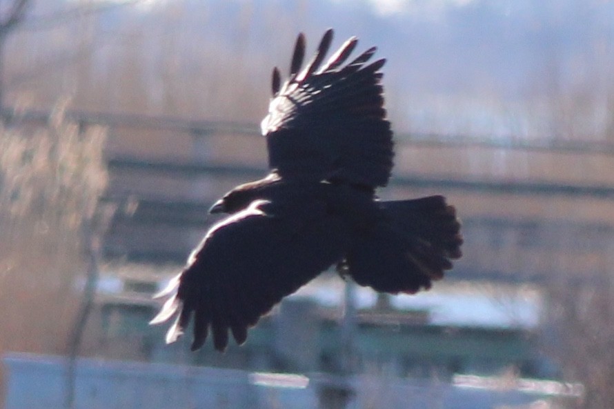 American Crow - ML92567501