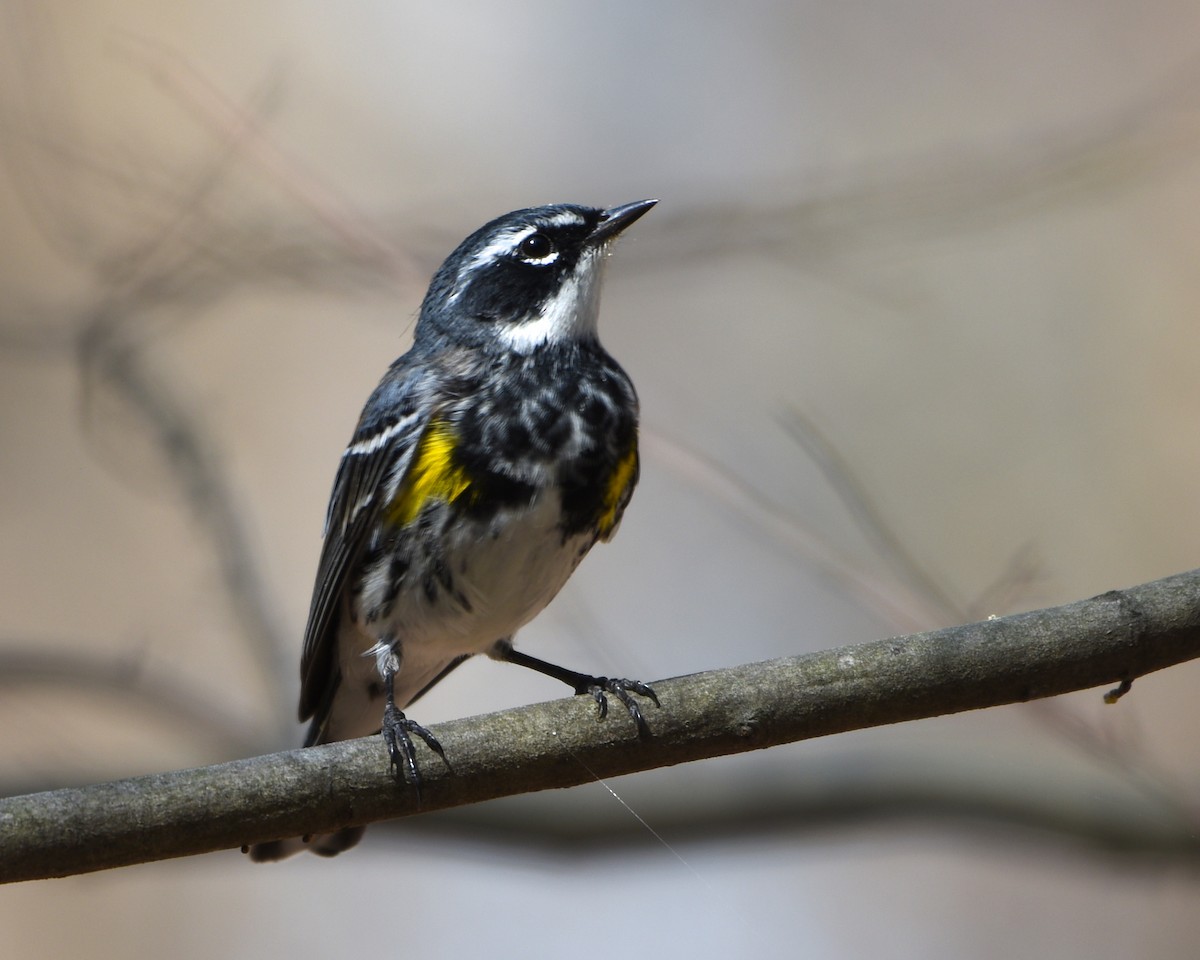 Yellow-rumped Warbler - ML92568081