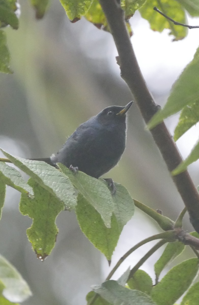 Masked Flowerpiercer - ML92568131