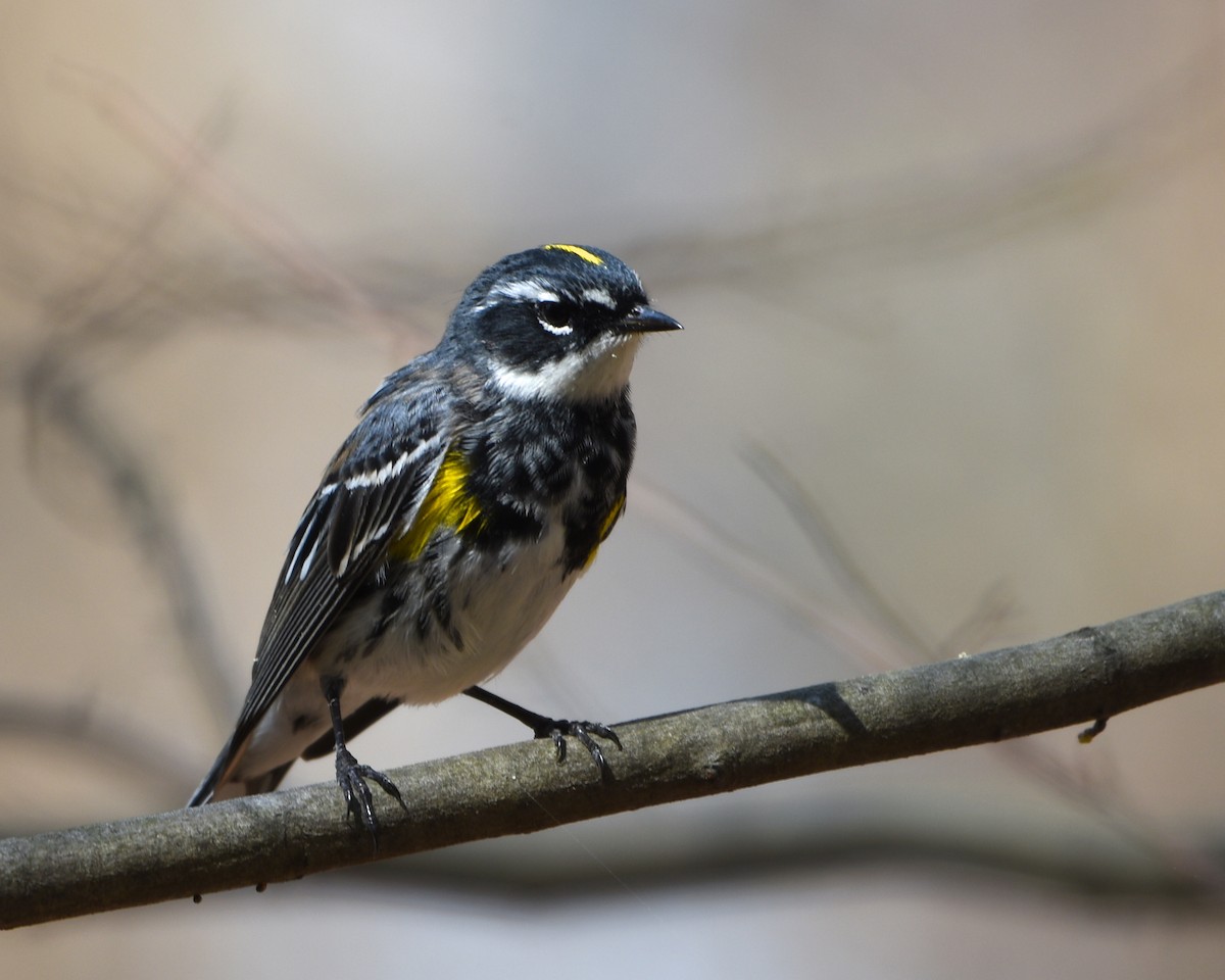 Yellow-rumped Warbler - ML92568231