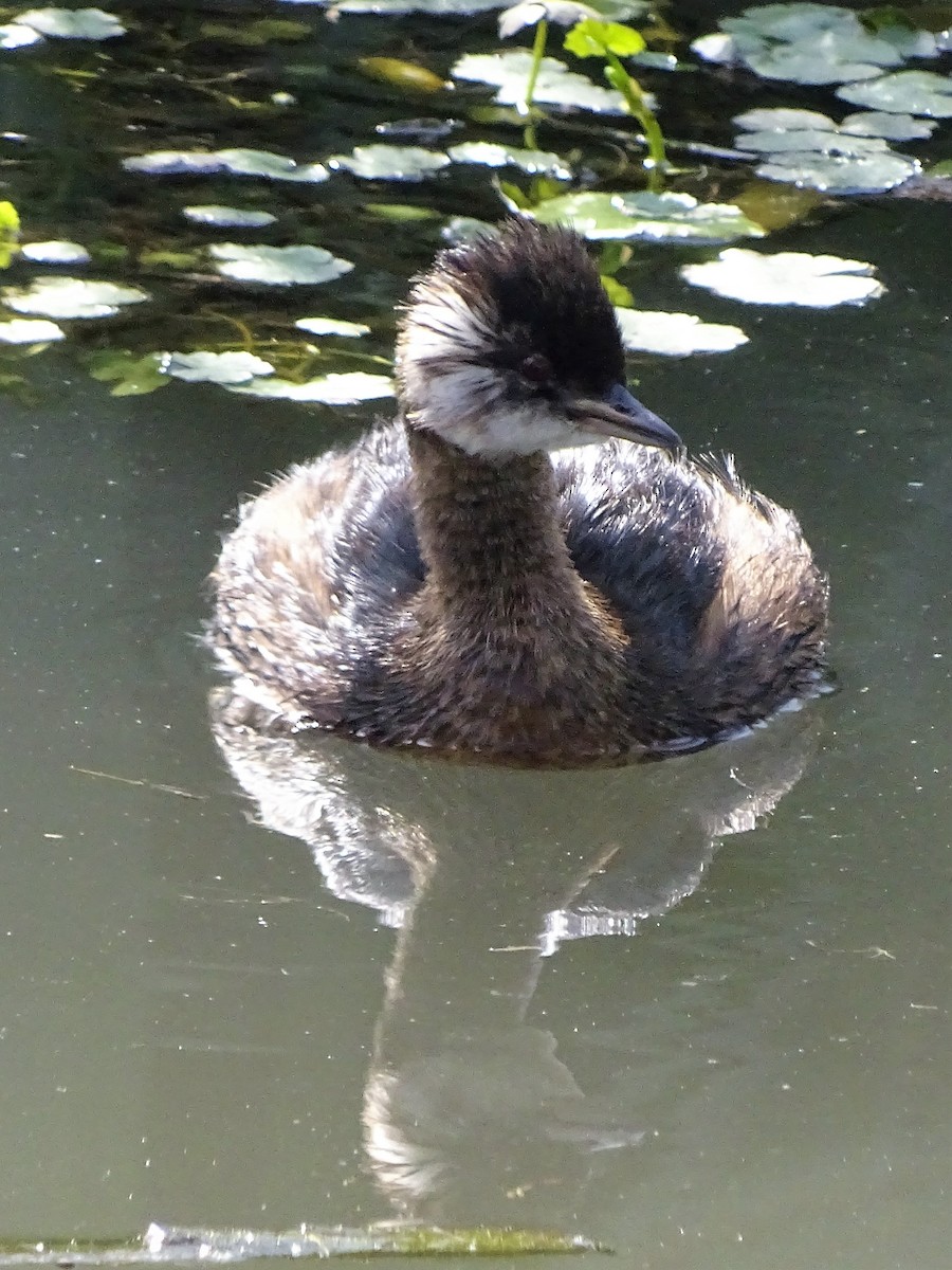 White-tufted Grebe - ML92572521