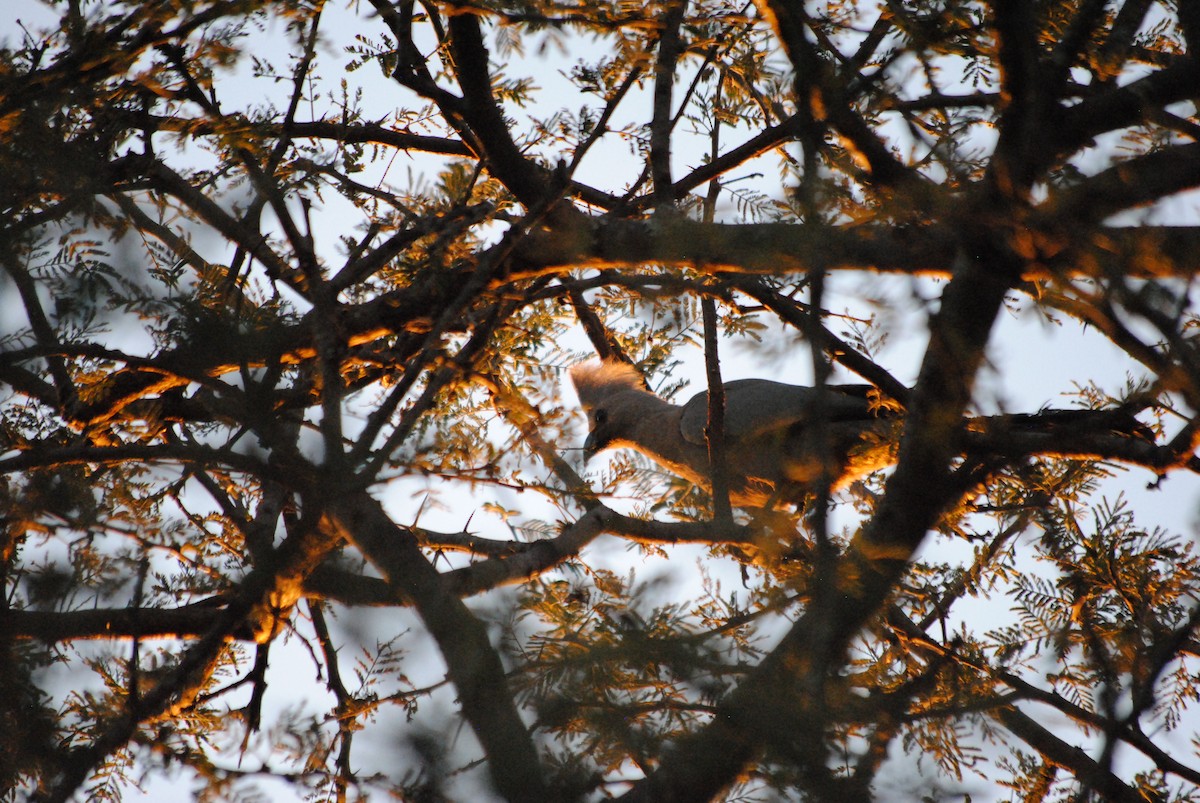 Turaco Unicolor - ML92573761