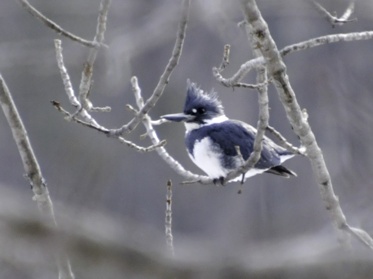 Belted Kingfisher - ML92574001