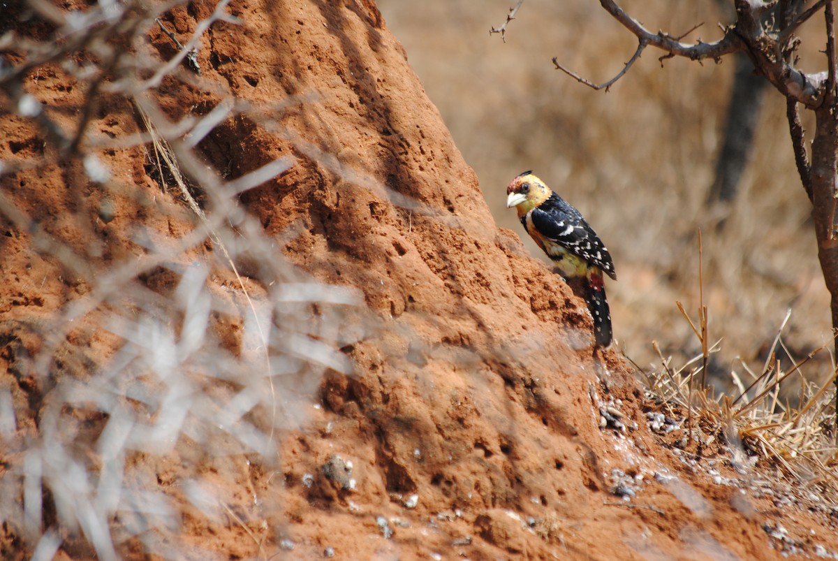 Crested Barbet - Gabriel Foley