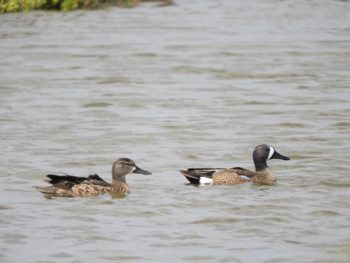 Blue-winged Teal - ML92575101