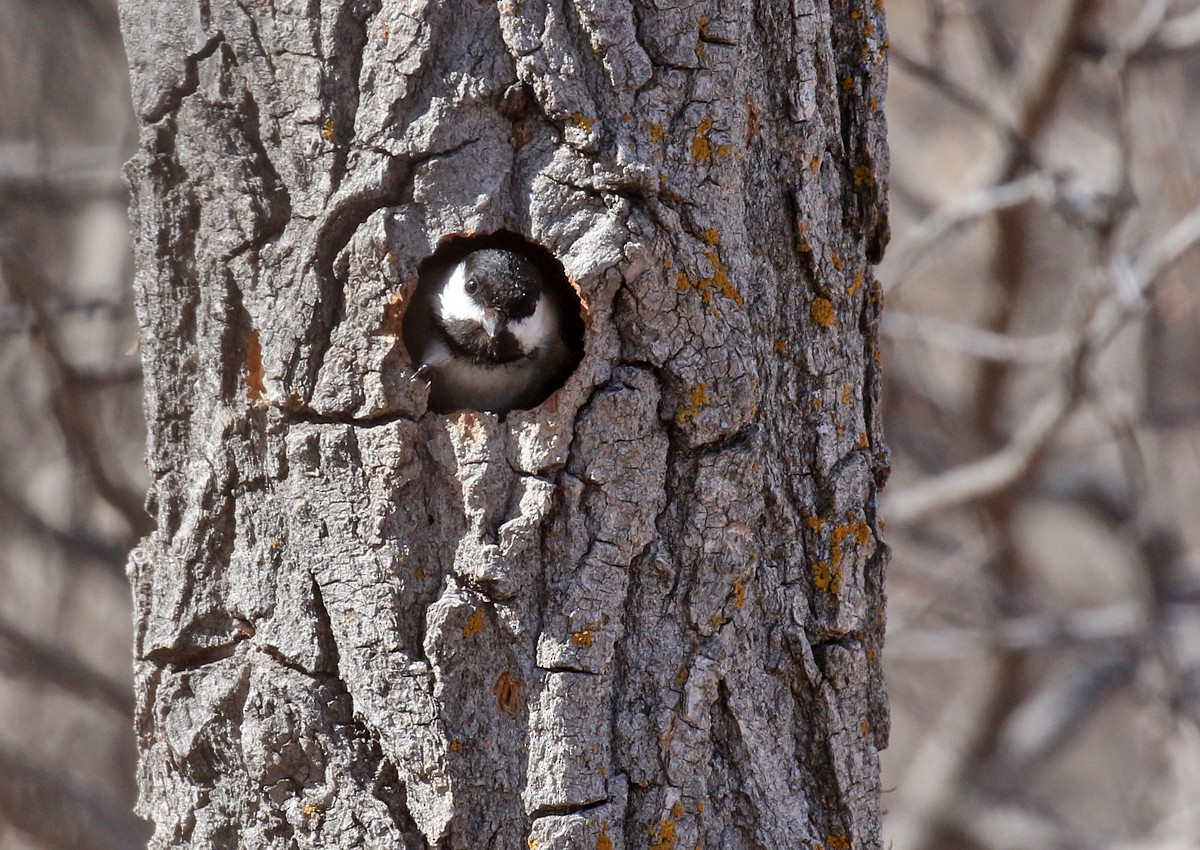 Black-capped Chickadee - ML92576031