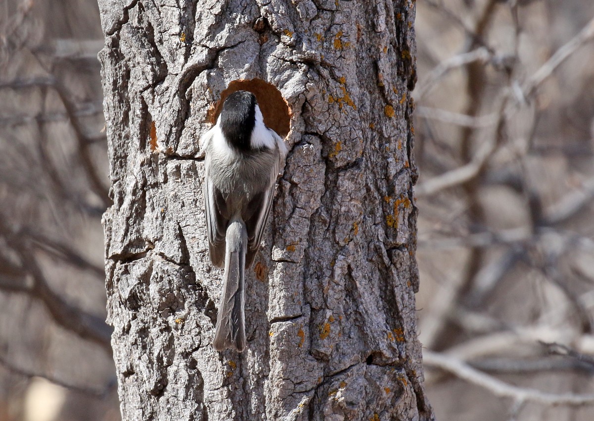 Black-capped Chickadee - ML92576041
