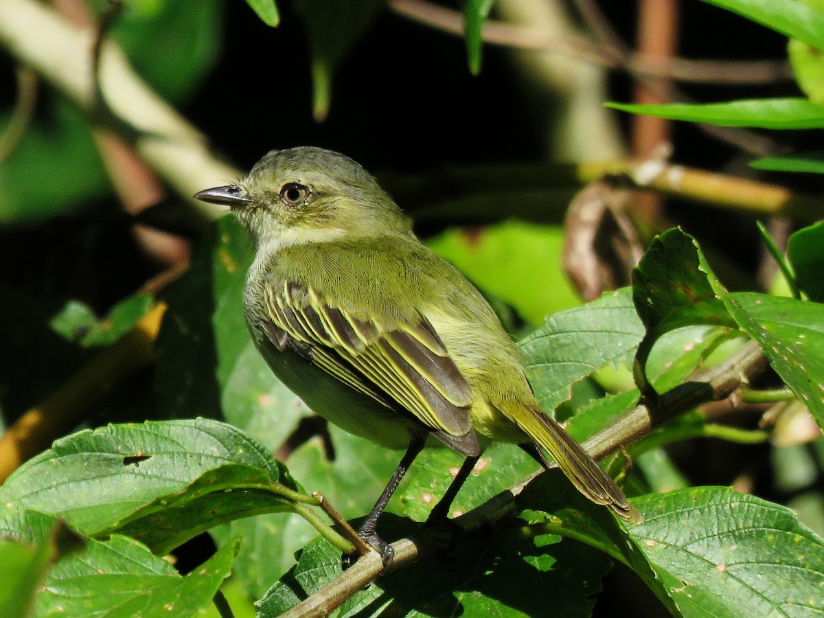 Mistletoe Tyrannulet - ML92577451