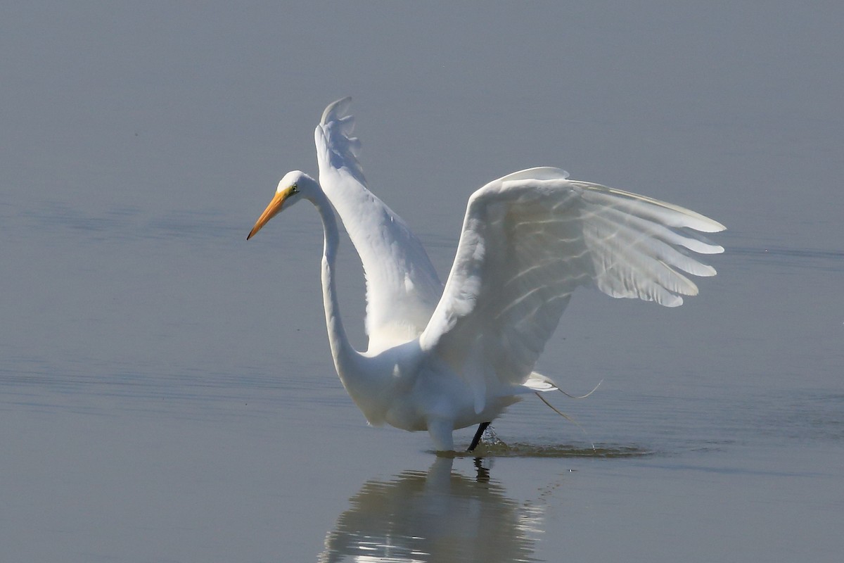 Great Egret - John Mercer