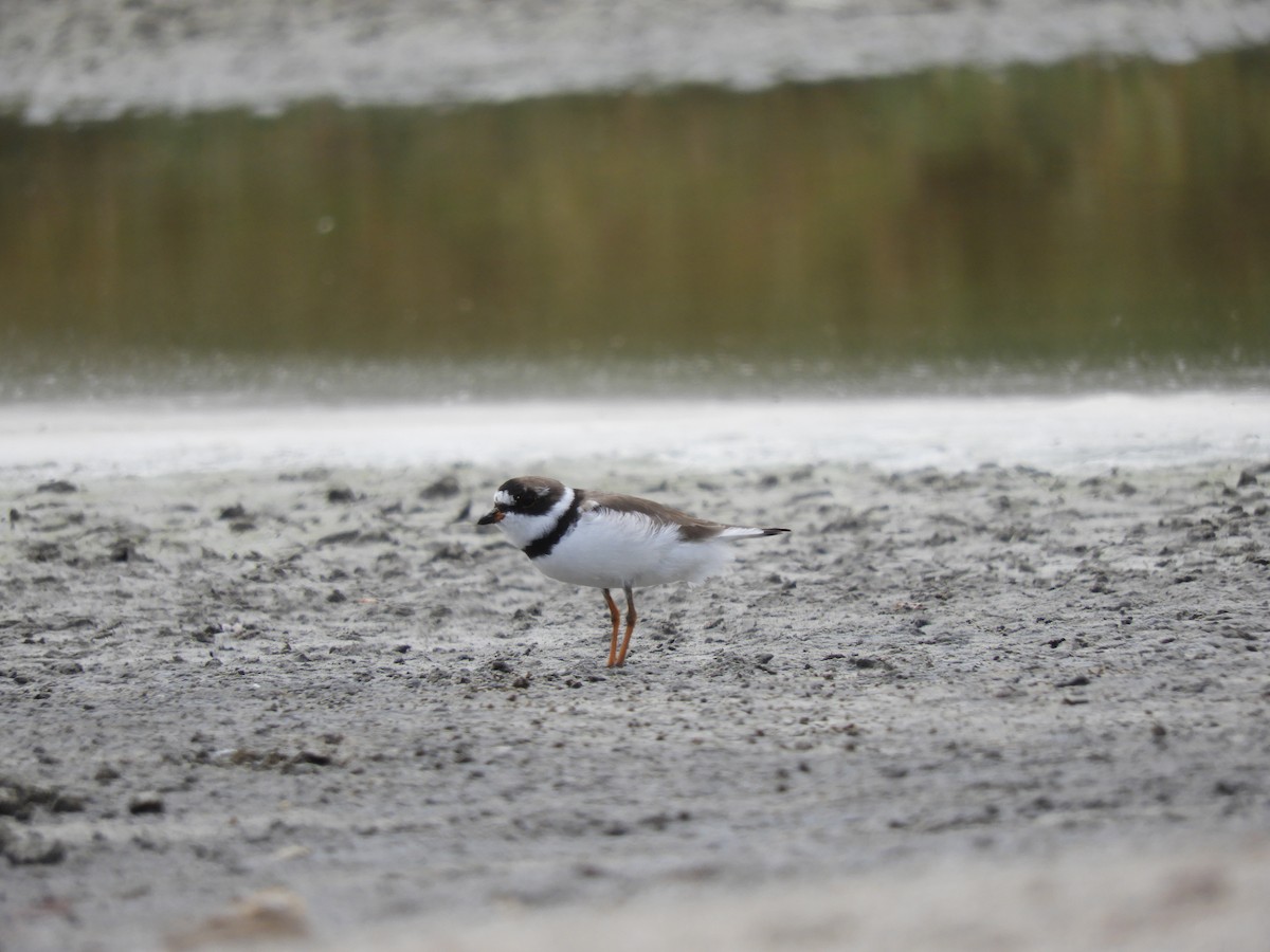 Semipalmated Plover - ML92577791