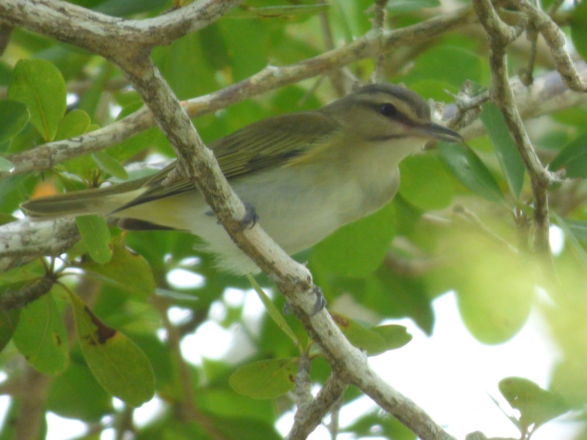 Black-whiskered Vireo - ML92578081