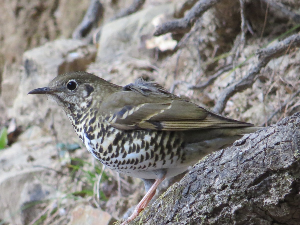 Long-tailed Thrush - Mark Welford