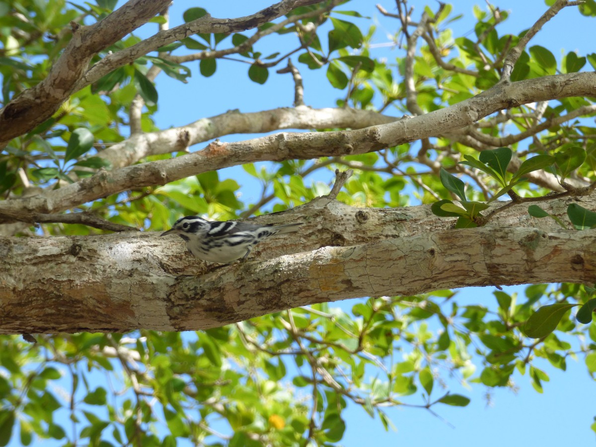 Black-and-white Warbler - Tarra Lindo