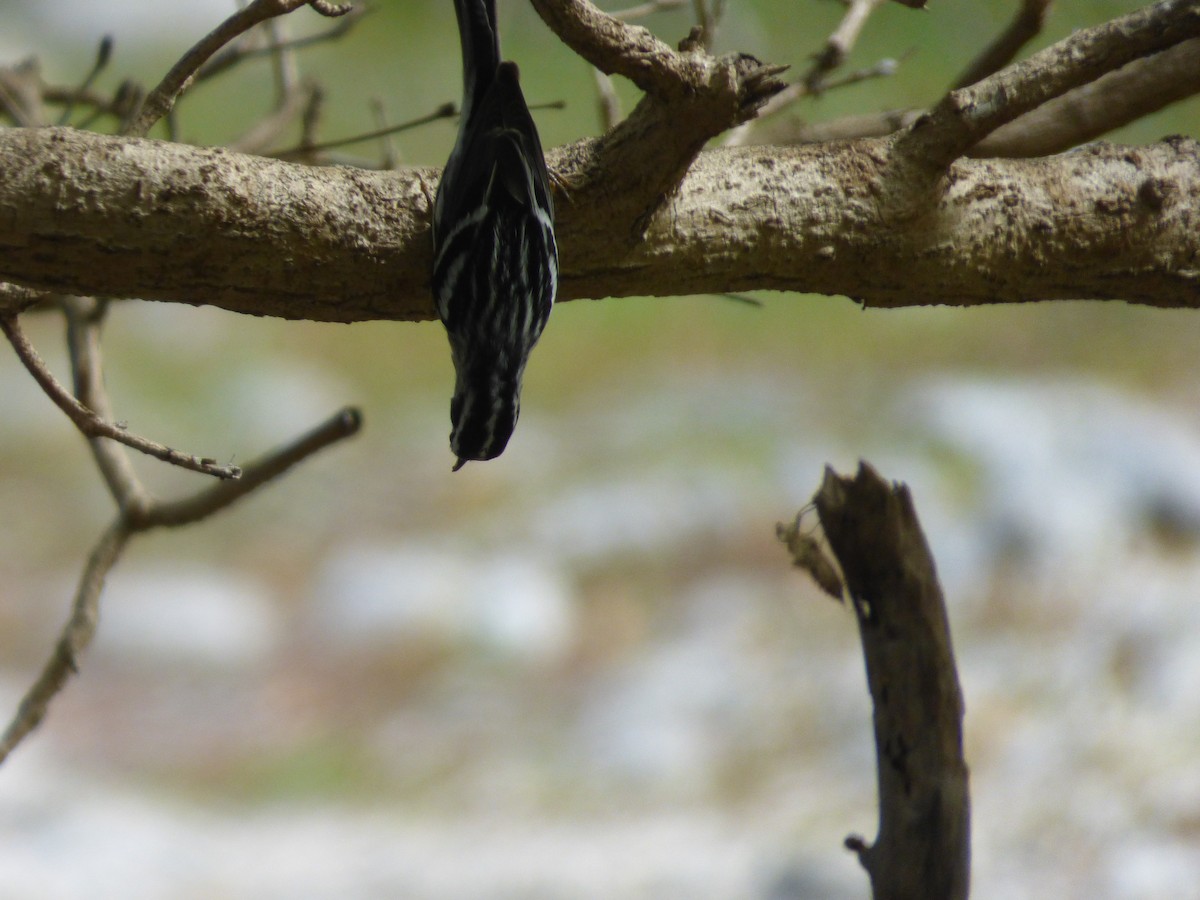 Black-and-white Warbler - Tarra Lindo